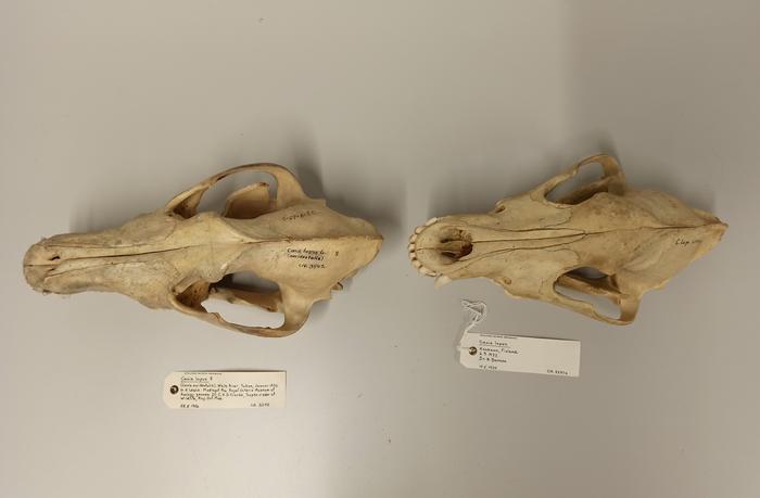 Two wolf skulls on a table next to each other. The one on the left is much larger than the one on the right. 